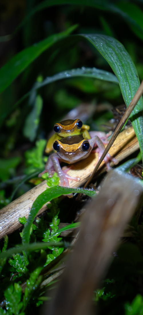 dsc00925 mejorado nr